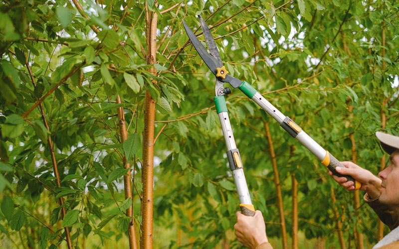 Tree trimming in White River, SD
