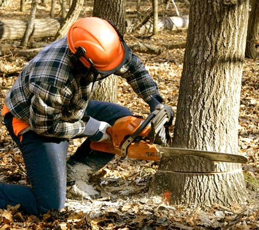 Tree Removal in White River, SD